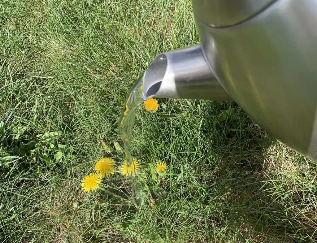 pouring boiling water on dandelions