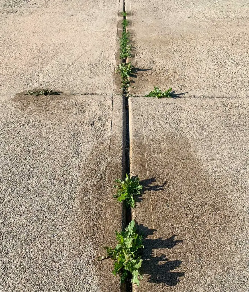 non-toxic weed killers work great on cracks in driveway