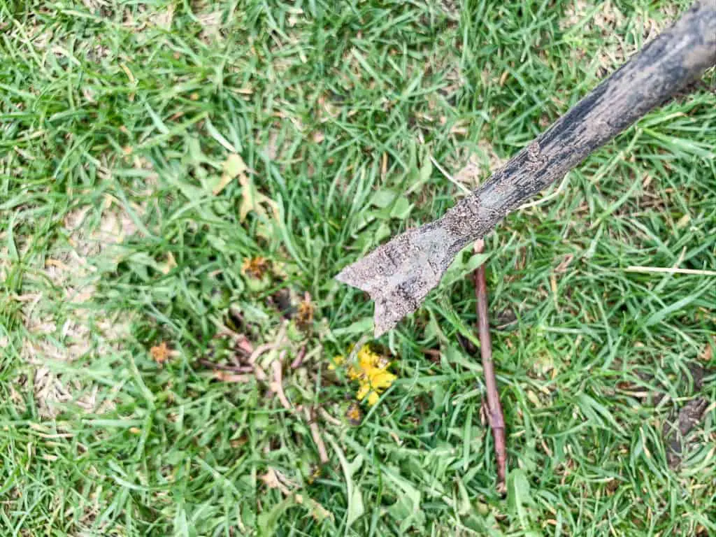 using a weeding tool to pull dandelions