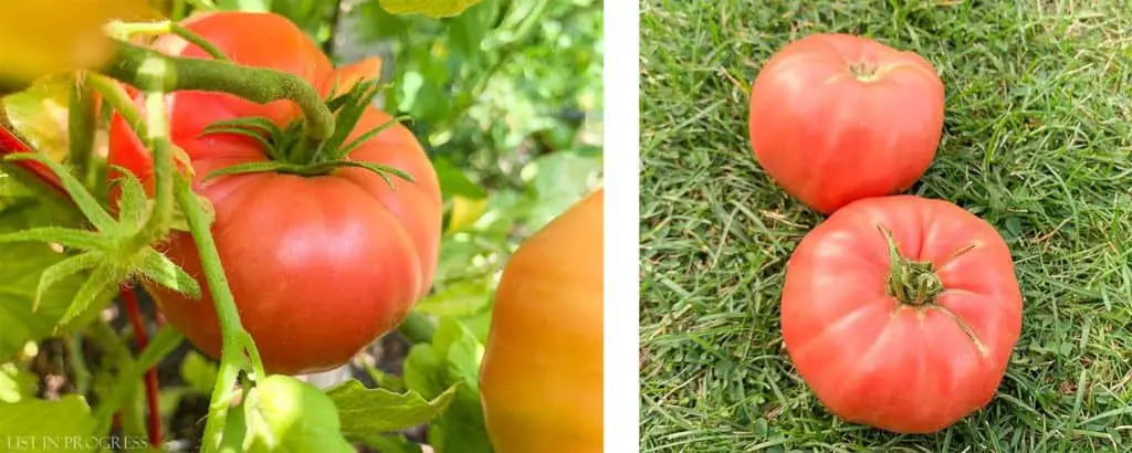 mrs maxwell organic tomatoes