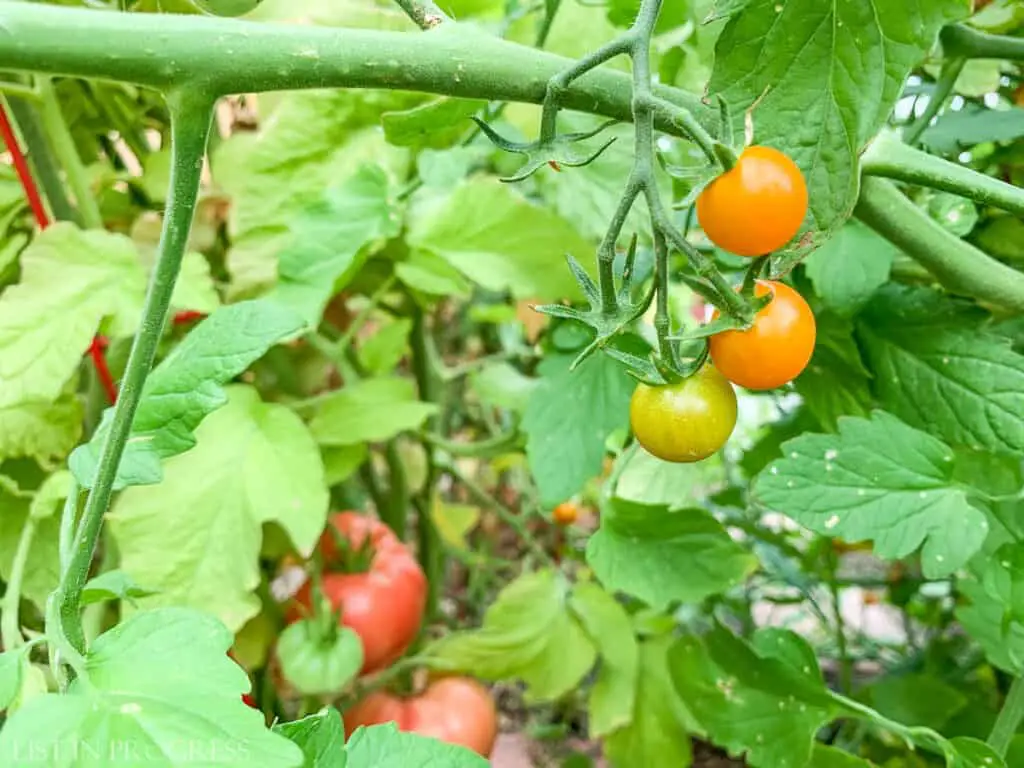 sungold organic tomatoes
