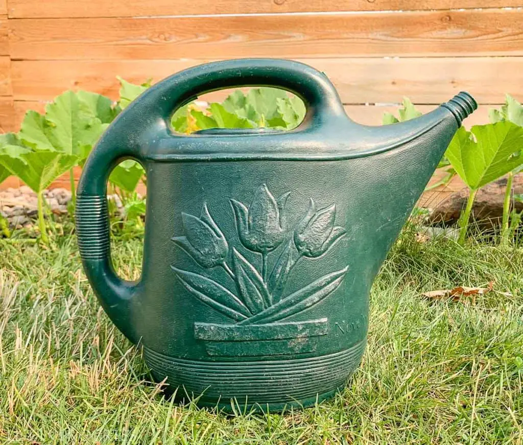 watering can for organic tomatoes