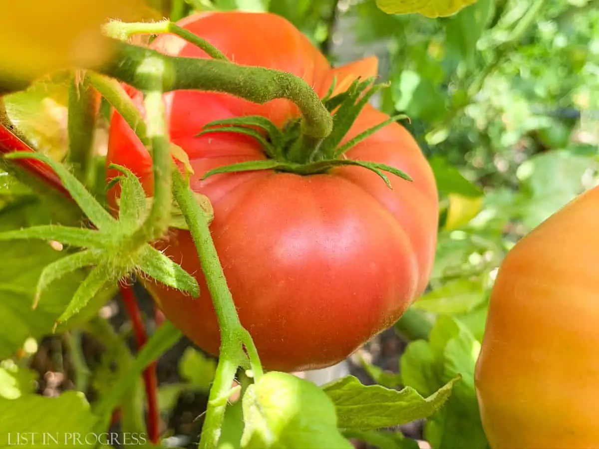 Lessons Learned from Growing Organic Tomatoes