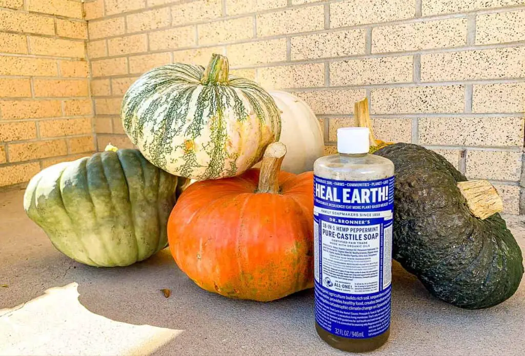 how to preserve pumpkins and gourds with castile soap